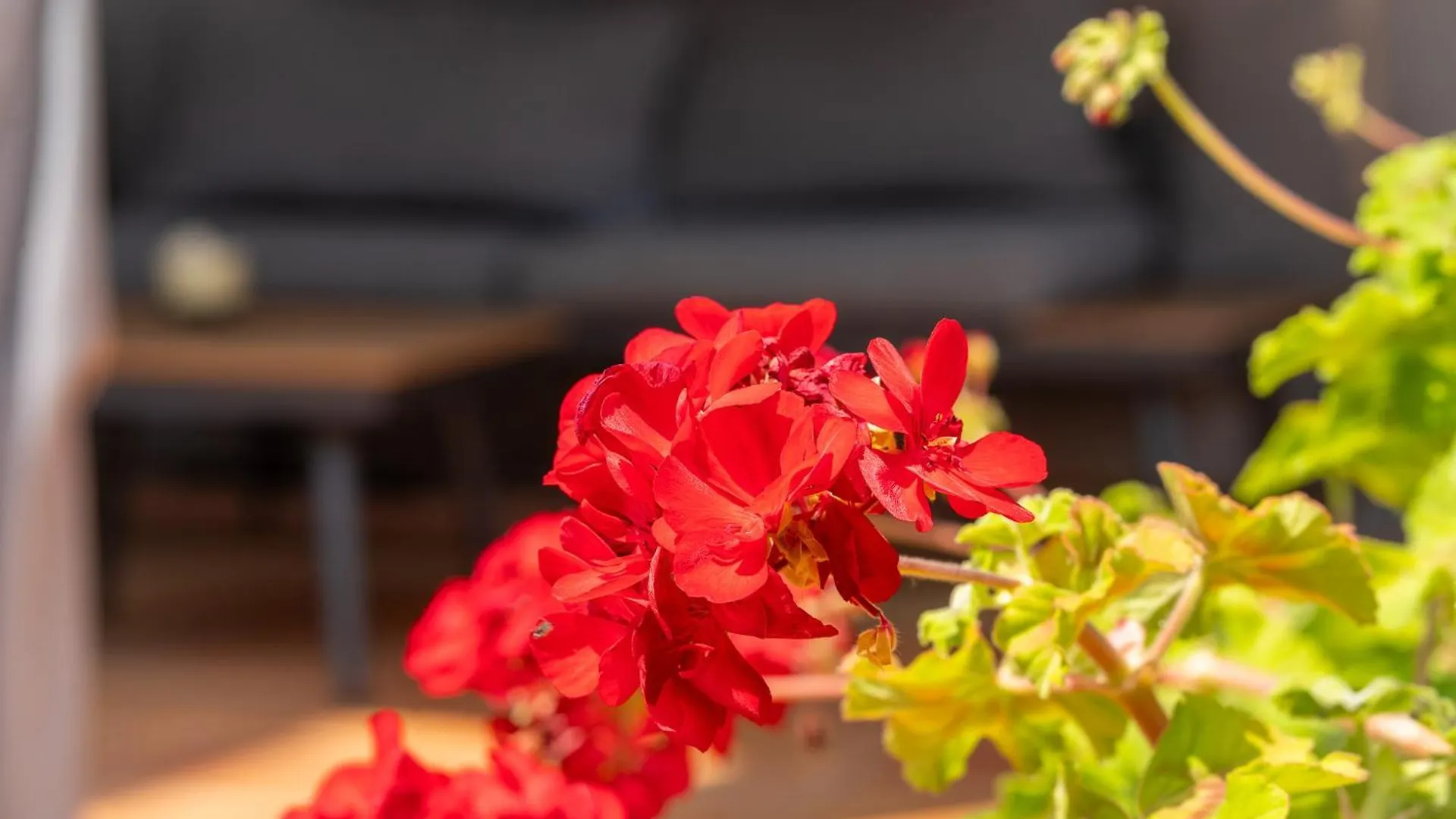Charming Garden Apartment En 
